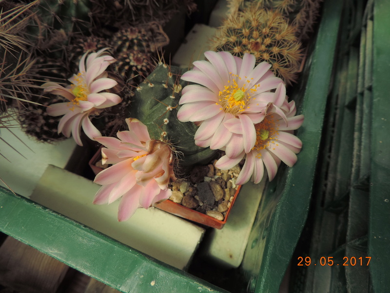 Cacti and Sukkulent in Köln, every day new flowers in the greenhouse Part 164 Bild_832