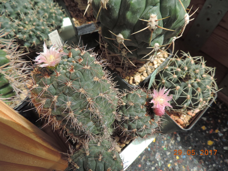 Cacti and Sukkulent in Köln, every day new flowers in the greenhouse Part 164 Bild_834