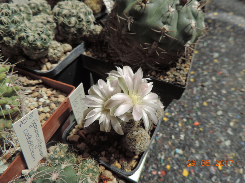 Cacti and Sukkulent in Köln, every day new flowers in the greenhouse Part 164 Bild_836