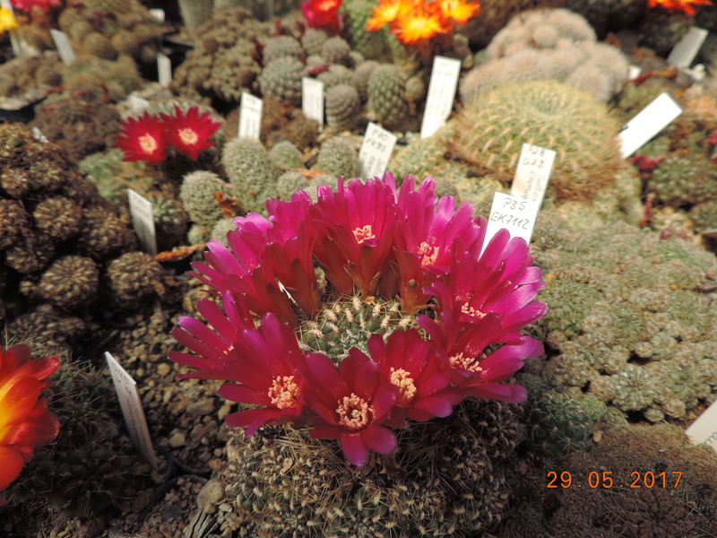 Cacti and Sukkulent in Köln, every day new flowers in the greenhouse Part 164 Bild_856
