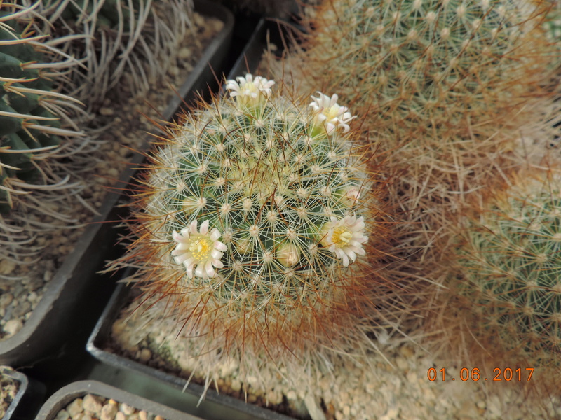 Cacti and Sukkulent in Köln, every day new flowers in the greenhouse Part 164 Bild_984