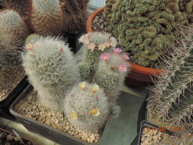 Cacti and Sukkulent in Köln, every day new flowers in the greenhouse Part 164 Bild_985