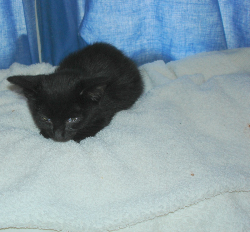 Kisscool, chaton noir, né début septembre 2011 (adopté) Dsc05812