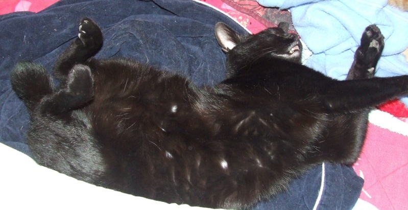 Saphyr / Bigoudi chaton noir, né début septembre 2011 - Page 2 Dscf3127