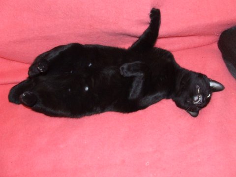 Saphyr / Bigoudi chaton noir, né début septembre 2011 - Page 2 Dscf4314