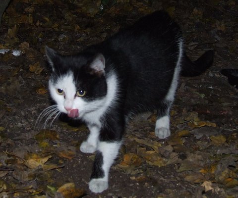 Meow, jeune chat noir et blanc, voudrait être au chaud pour l'hiver ! --> parti chez Lylha, merci !! Dscf4627