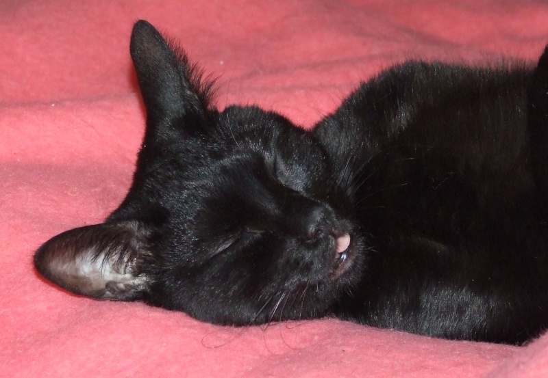 Saphyr / Bigoudi chaton noir, né début septembre 2011 - Page 2 Dscf5413