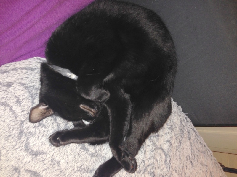 Hestia, chatonne noire, née début avril 2012 - Page 5 Photo_12