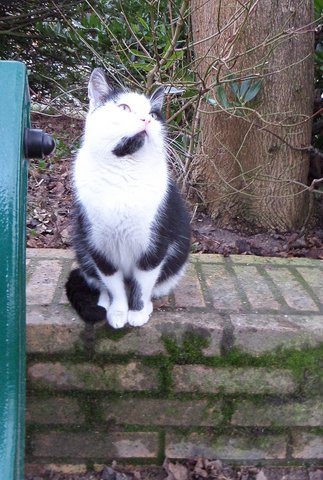 Meow, jeune chat noir et blanc, voudrait être au chaud pour l'hiver ! --> parti chez Lylha, merci !! Sam_1313
