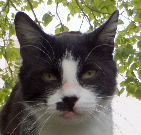 Nos chats de 2014 Sam_3021