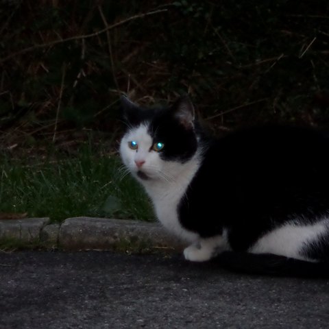 Meow, jeune chat noir et blanc, voudrait être au chaud pour l'hiver ! --> parti chez Lylha, merci !! Sam_3111