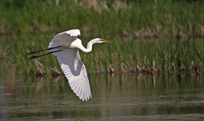 Grand Aigrette Yves11