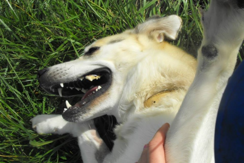 Très urgent - HIPOUNE - x husky/berger 3 ans - Spa Cognac -  Refuge de Bonbonnet à Ars (16) 13808310