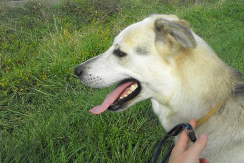 Très urgent - HIPOUNE - x husky/berger 3 ans - Spa Cognac -  Refuge de Bonbonnet à Ars (16) 13820710