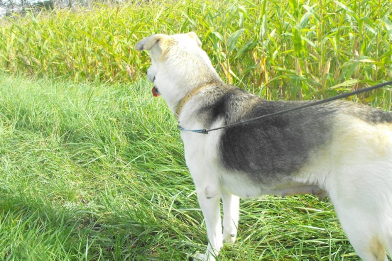 Hipoune  x Husky  (f) caline et joueuse née en 2012  REFU16 Adopté 60278010