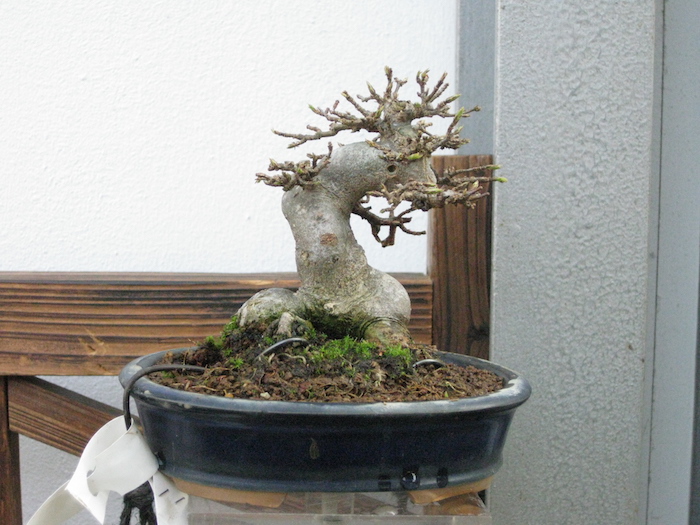 2° Festival Shohin presso Crespi Bonsai 24-26 febbraio 2017. Img_4624