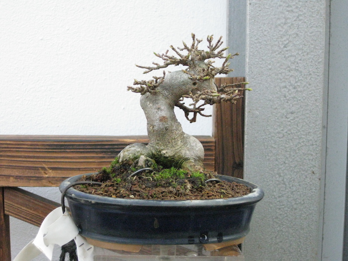 2° Festival Shohin presso Crespi Bonsai 24-26 febbraio 2017. Img_4624