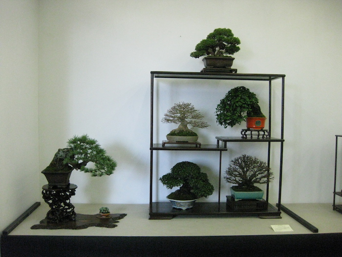 2° Festival Shohin presso Crespi Bonsai 24-26 febbraio 2017. Img_4628