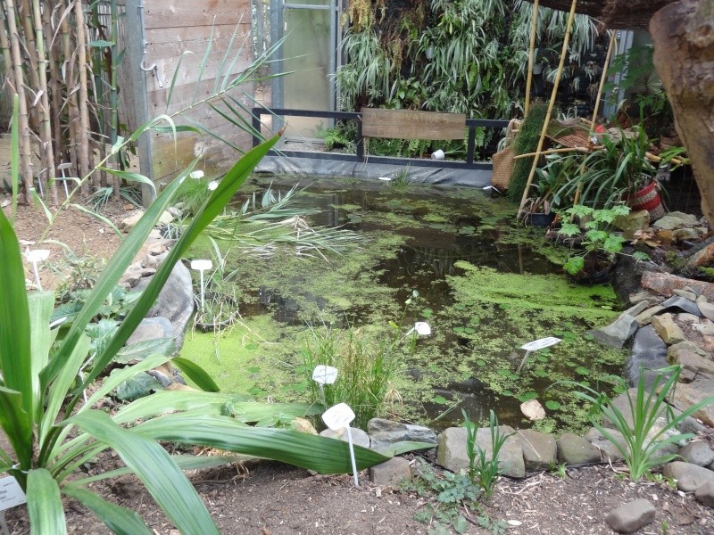 Visite à l'observatoire du monde des plantes de Liège Dsc05918