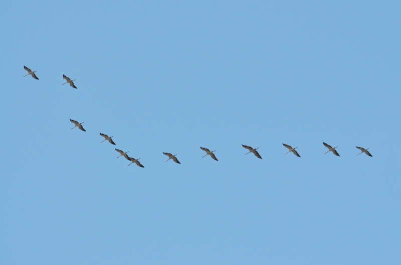 pourquoi les oiseaux migrateurs volent en V ? 2012-111