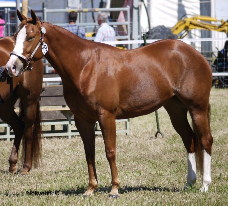 Quarter Horse de Nouvelle Calédonie P1140410