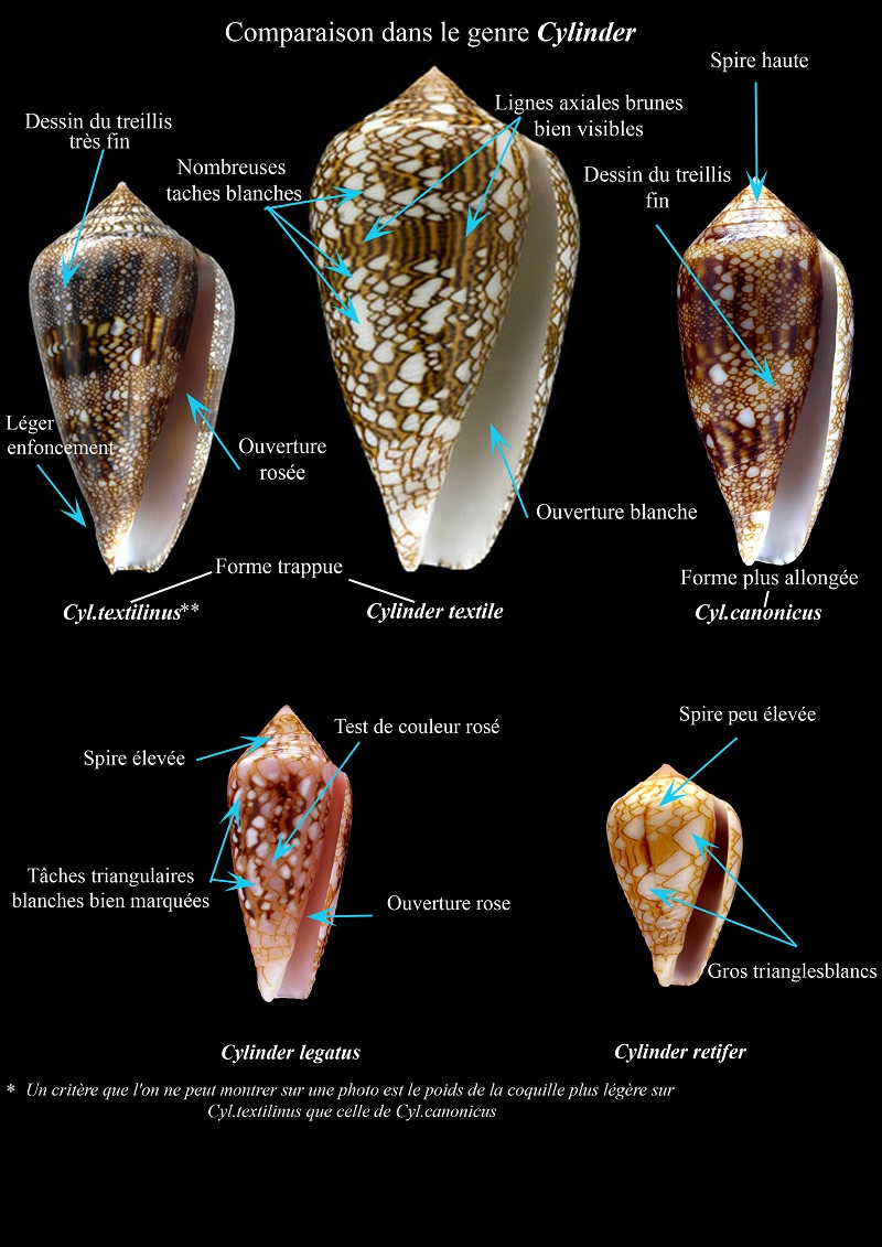 Conus_canonicus_condensus Comp_t10