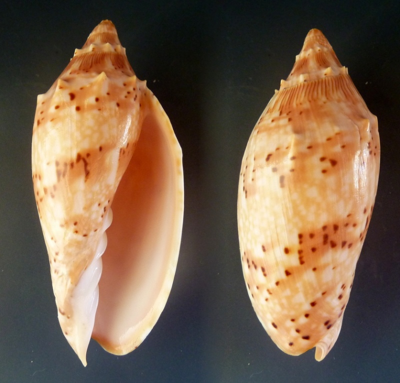 Cymbiola pulchra pulchra - (G. B. Sowerby I, 1825) Cymbio10