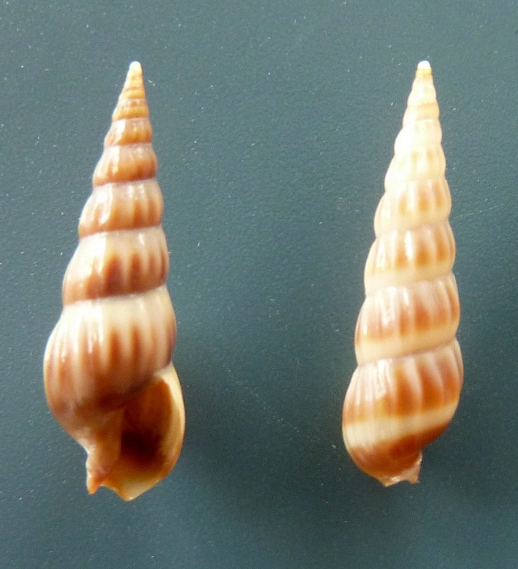 Duplicaria tristis (Deshayes, 1859) P1120331