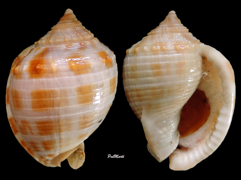 Semicassis centiquadrata - (Valenciennes, 1832) Semica10