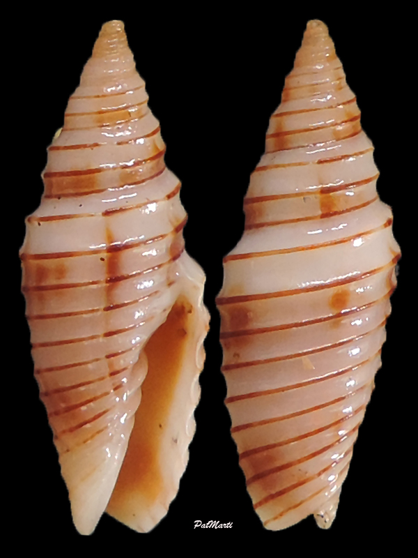 Subcancilla calodinota (S. S. Berry, 1960)  Subcan10