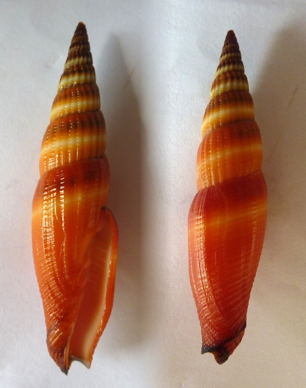 Vexillum coccineum - (Reeve, 1844) Vexill11