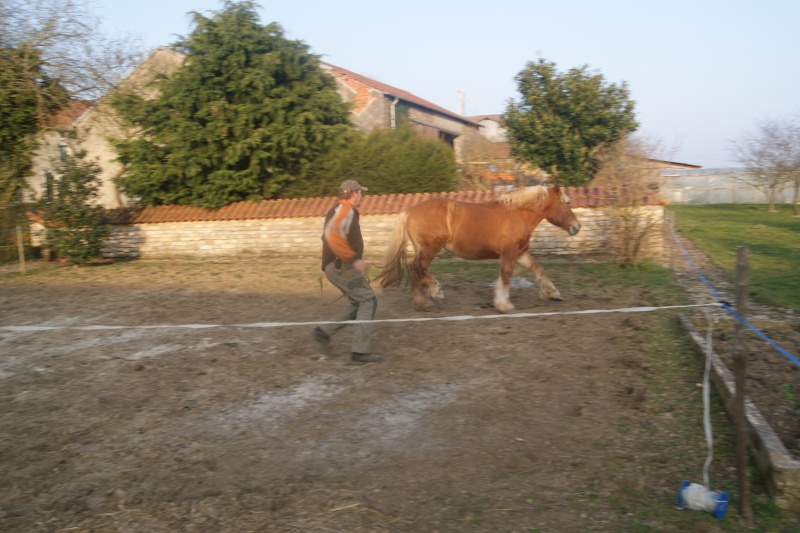 (Dépt 63) ALSA de la Barre, Ardennais x Percheron, sauvée par Marc (Septembre 2012) - Page 16 Dsc04310