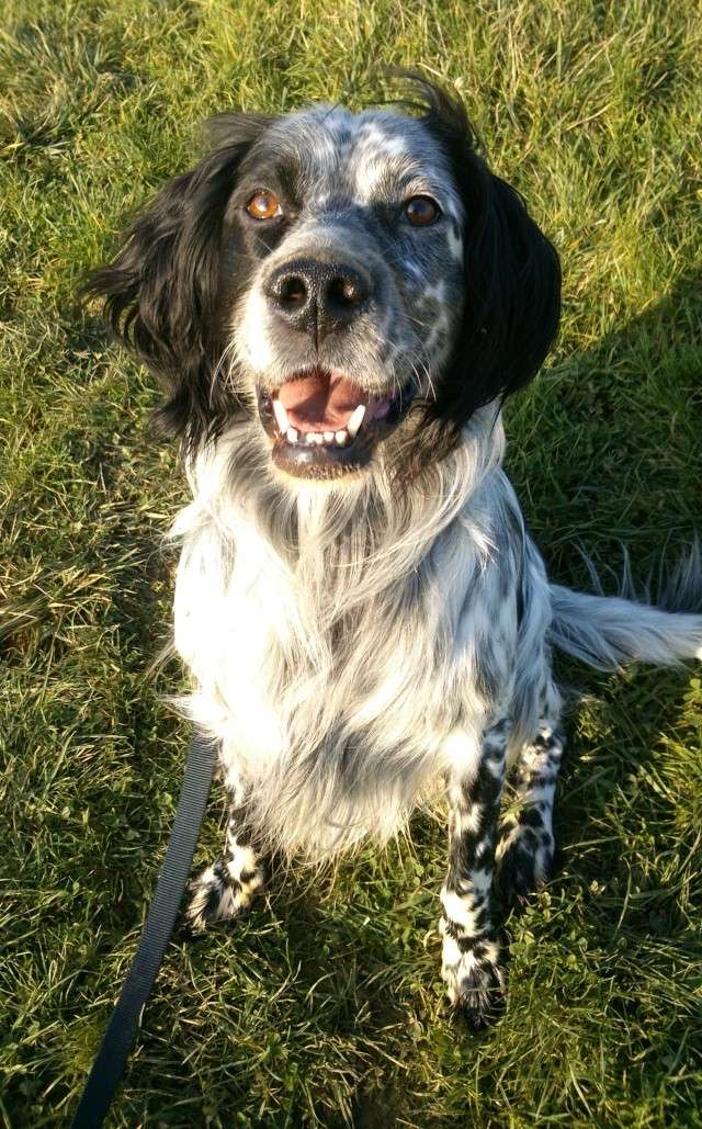 Eliot, mâle Setter né en 01/2009. refuge SPA Amance 15nov113