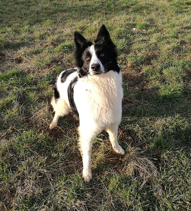 Max, Border Collie né en 2013 SLPA Amance Max2_210