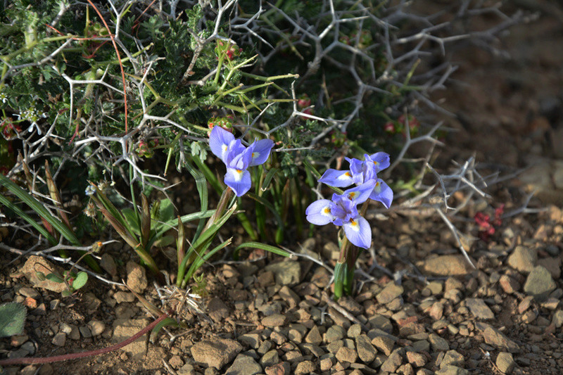 Moraea sisyrinchium Moraea11