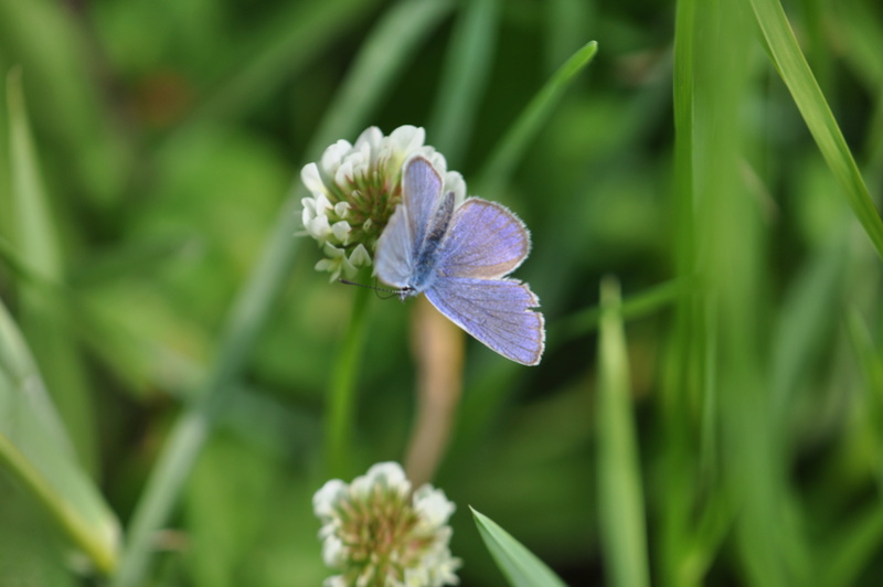 azurés de prairie sèche Plaudr11