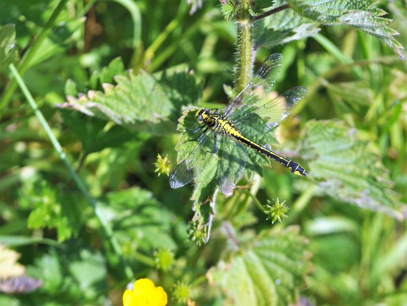 [Gomphus vulgatissimus] Le Gomphe vulgaire en centre-Bretagne Vulga_10