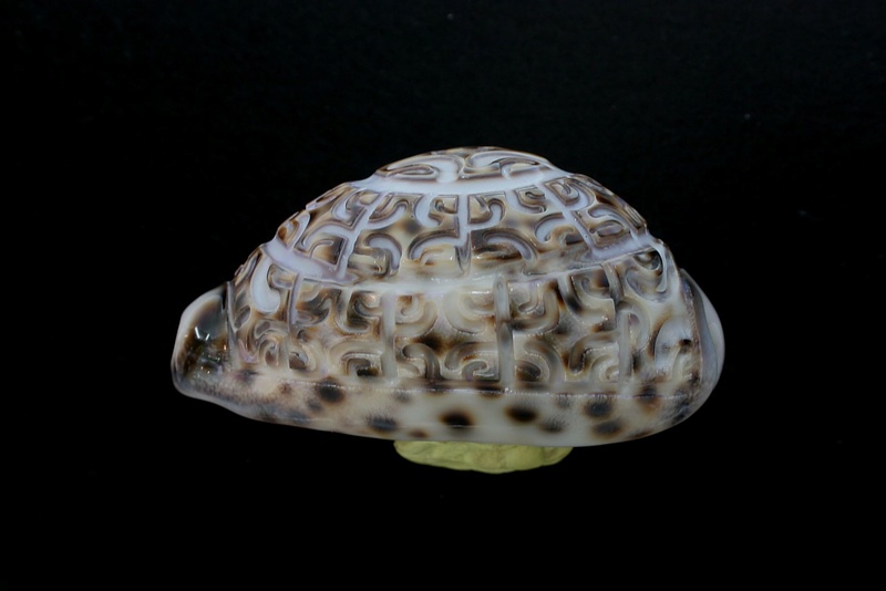 Incroyables Cypraea tigris des Marquises Cyp_ti13