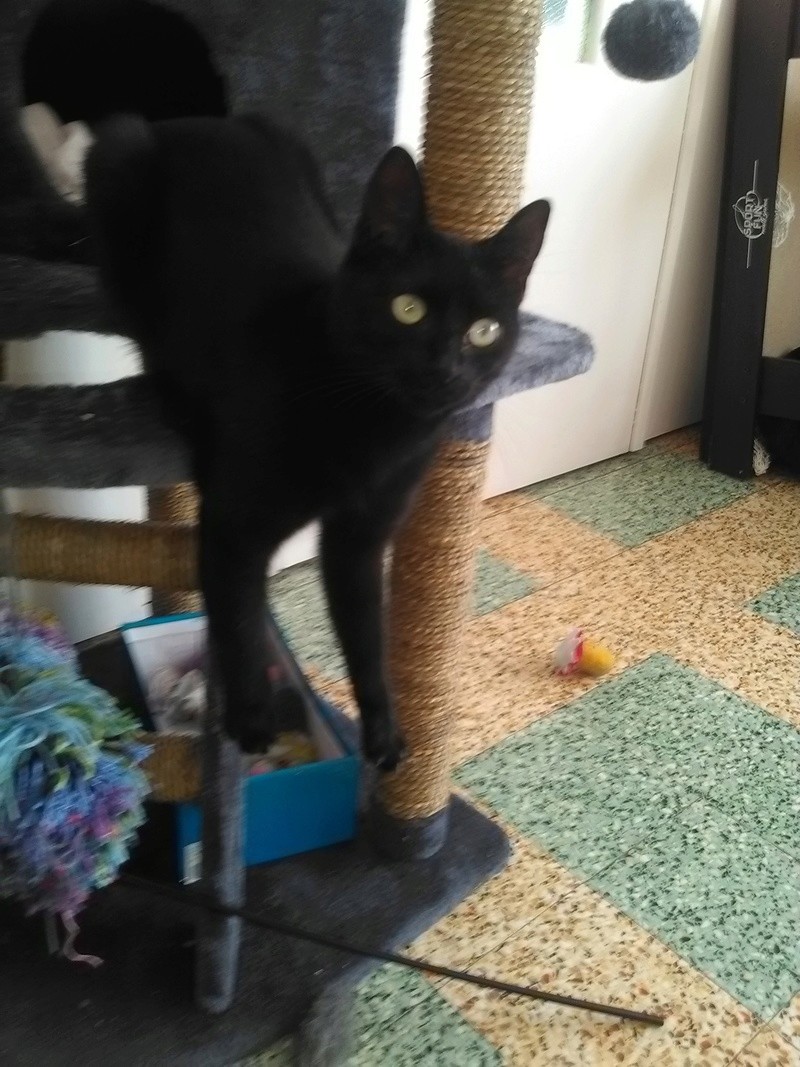 mowgli né le 1 er juillet 2016 Img_2031
