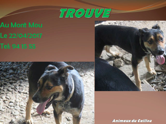 TROUVE chien noir et feu collier beige ou kaki au Mont Mou le 22/04/2017 20170114