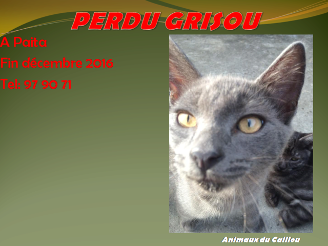PERDU GRISOU chaton gris à Paita fin décembre 2016 20170218