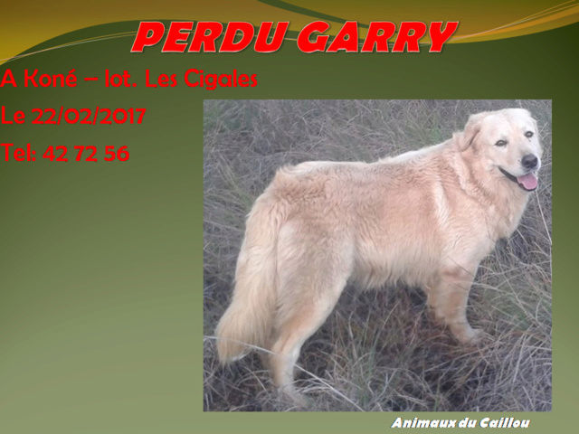 PERDU GARRY labrador sable (poils longs) au lot. Les Cigales à Koné le 22/02/2017 20170234