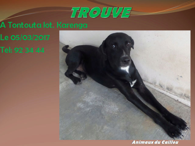 tontouta - TROUVe chien noir 2 tâches blanches poitrail type braque à Tontouta lot. Karenga le 05/03/2017 20170327