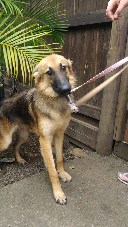 TROUVEE jeune berger allemand poils longs noire et feu collier bleu à Koutio le 17/04/2017 20170478