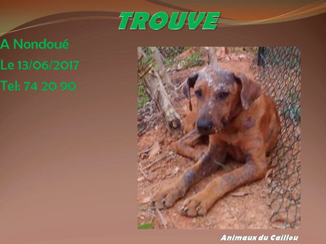 TROUVE chien fauve avec collier, queue coupée à Nondoué le 13/06/2017 20170644