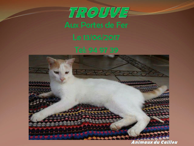 TROUVE chat blanc et roux aux Portes de Fer le 13/06/2017 20170651