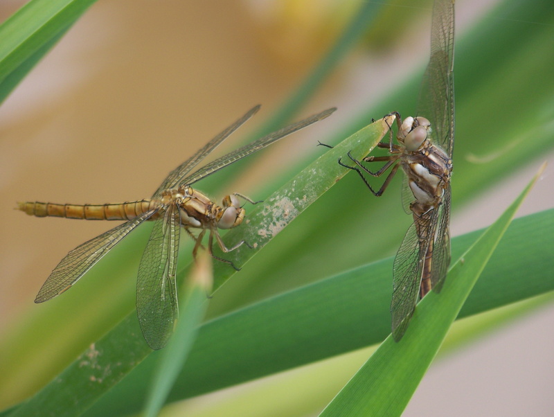 [Orthetrum cancellatum & C. brunneum] Orthetrum brun ou pas? 10051010