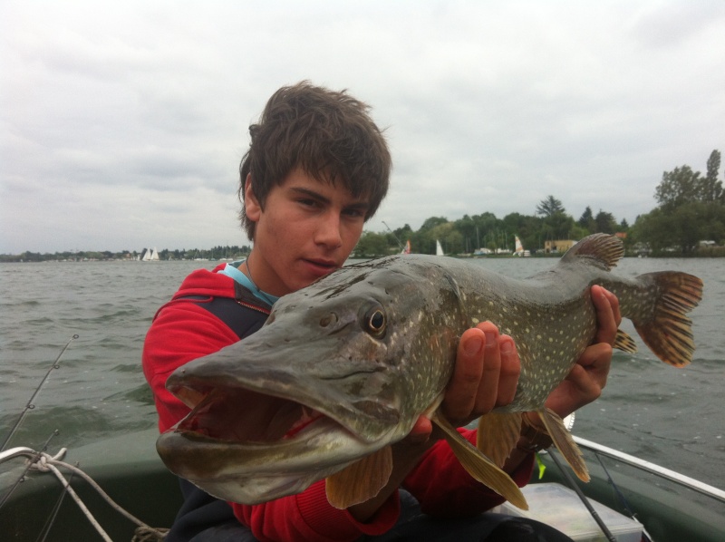 Avis et commentaires sur le Berkley Pulse shad Img_2211