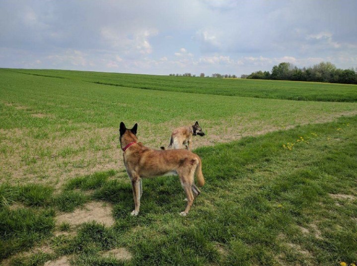 Santor, malinois né en 09/2001 - Refuge SLPA Amance Nouvel15