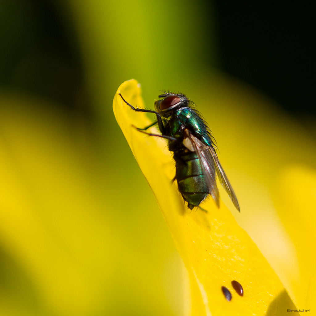 Atelier Macro La crapaudine _mg_1110